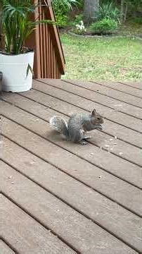 My friend squirrel enjoying his daily nuts! #nature #garden#animalshorts