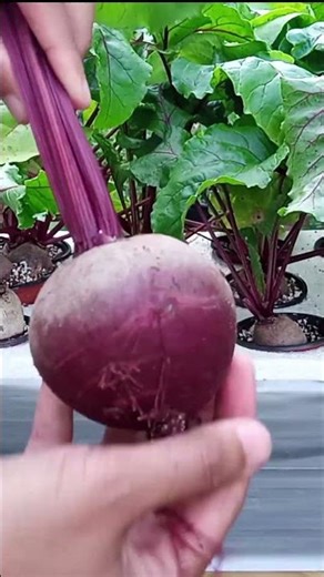You Can't Grow Root Vegetables In Hydroponics!