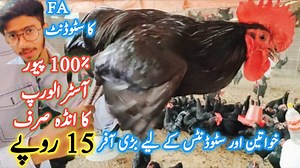 152K views · 7.4K reactions | FA student black Australorp chicken farm // Biggest offer of the year 2021 | Farming Tips | Facebook