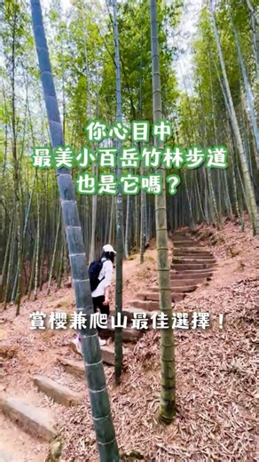 你心目中最美小百岳竹林步道也是它嗎？賞櫻兼爬山的好地方！#雲林草嶺美人谷櫻花季#石壁山小百岳#雲飛過來