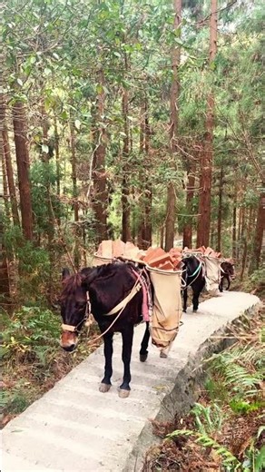 Mountain Mules Carry Heavy Bricks and Supplies Up a Forest Path