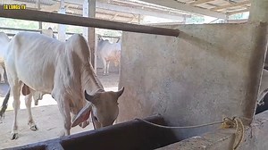 Part 2 Pinakamabilis pagkakitaan ngayon cattle farming!!diskarte sa pag aalaga ng baka.. | TA LONGs TV