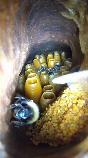 Inside a Bumblebee’s World | Micro Camera on a Queen Bee 🐝