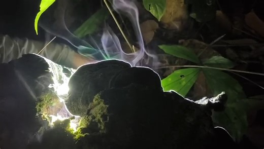 12K views · 96 reactions | How Fungi Spread Their Spores Fungi—like...