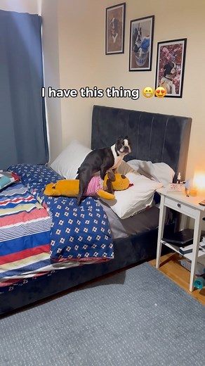 Toby was caught in 4k 😅❤️ . . . . . . . . . #funnydogs #funnydogvideos #thedodo #bostonterrier #bostonterriers #bostonterriersofinstagram #dogsofinstagram #weeklyfluff #thisweekoninstagram #doglover #doglovers | Tobythegentleman