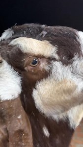 Heavy weight mewati | World goat team