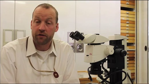 What Do Bugs Do When It Rains?