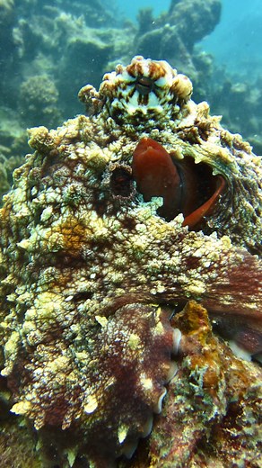 Can you see me? This octopus (Octopus cyanea) was the star of the Reef Rescuers dive recently. These octopuses can change colour and texture in a blink, blending seamlessly into the surroundings. They're basically underwater chameleons with eight arms 🐙💦 #coralreef #restoration #cousinisland #seychelles #marinelife #octopus #dayoctopus #underwaterphotography | Nature Seychelles