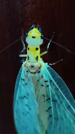Dobsonfly atau Fishfly‼️menyeramkan #serangga #menyeramkan #nature #ytshorts