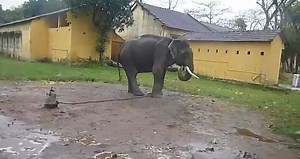 Big elephant attacks man
