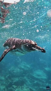 Cheeky Galapagos penguin chases divers