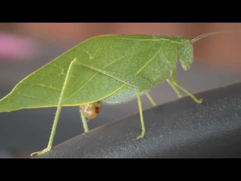 Microcentrum retinerve - Green Leaf Bug - HD