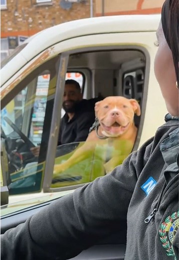 Funny dog GIFs: lord have mercy pitbull in car