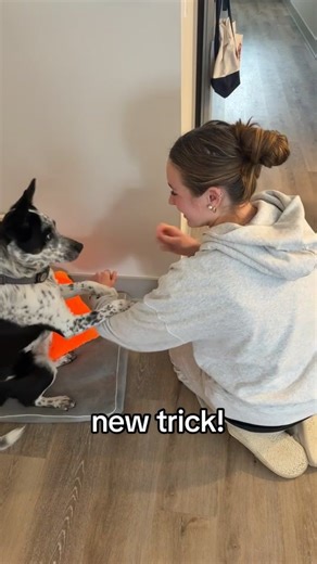 Dog Training Tricks for Mental Stimulation