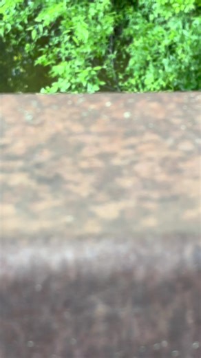 Nature's Journey: The Slow Transformation of Butterflies