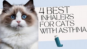 4 Best Inhalers For Cats With Asthma