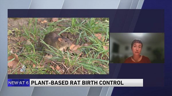 Plant-Based Rat Birth Control Pilot Program