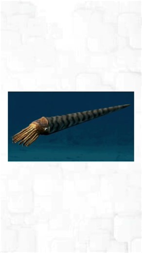 Orthocone Nautiloids – The Spear That Hunted Ancient Oceans 🐙🌊 #shorts