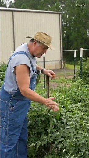 Don't Make This Mistake With Your Tomatoes