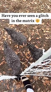 A strange glitch in the Matrix? Woman shocked to find her chickens frozen in place. While strolling through her chicken coop, a TikTok user stumbled upon something bizarre: all her chickens had suddenly stopped moving. "Why aren't they moving? What's happening? Chicks?" she asked, clearly confused. Social media users quickly jumped in with their own theories. Some suggested that the chickens might have spotted a predator and froze to avoid being seen or attacked … What do you think about it? Wha