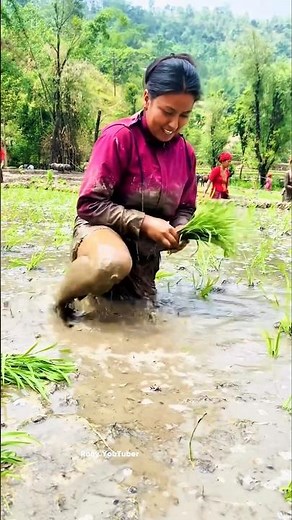 Thai Farmers' Amazing Rice Farming Technique 🌾