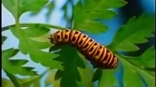 Neighborhood Animals Spain 2003 DVD