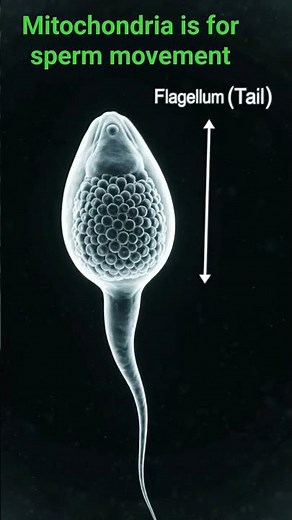 Parts of a Sperm Cell Made Easy ⚡