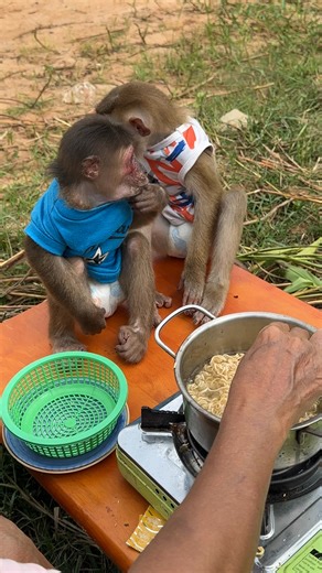 Monkey drama level: expert 😂🎭 #MonkeyQueen | Monkey Kaku