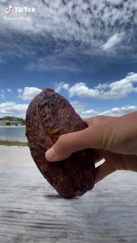 Exploring the Delicious World of Cacao Fruit