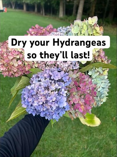 Cut Hydrangeas that will last all winter!