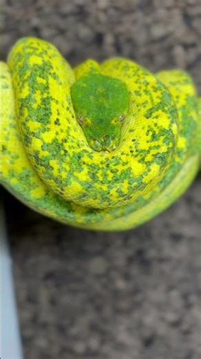 One of a kind Green Tree Python