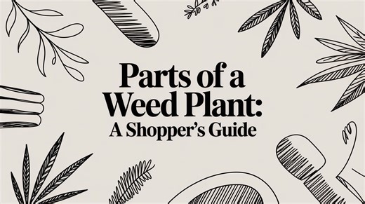 Parts of a Weed Plant: A Shopper's Guide