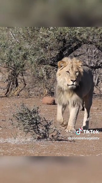 Lion's Thrilling Hunt in the Savanna: A Royal Feast
