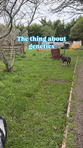 Can we really change genetics? 🐕 #dogtrainingadvice #dogtrainingtipsandadvice #dogtrainers #genetic #genetics #change #reward #behaviour #kill #chicken #chickens #crazy #new #better #dogs #chase #bite #dinner #dinnertime🍴 #snack #snacking #hard #challenge | All Ears Dog Training