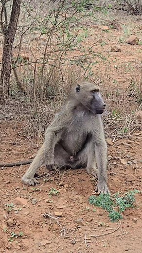 Look at how this chacma baboon digs for his juicy breakfast! #safari #baboon #breakfast #digging #wildlife #nature #facebookviral #grub | Hayley Myburgh Safari Guide