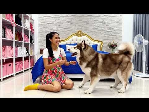 Kwan Tries Many Ways to Understand Toto… Finally She Knows What He Needs 🐶❤️