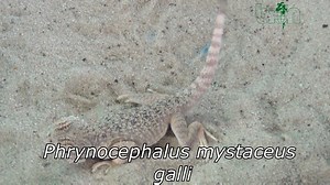 21K views · 141 reactions | In March 2020 we are pleased to offer! For more info please visit our web page: https://bion.com.ua/ or send us private message: import-export@bion.com.ua | BION Terrarium Center | Facebook