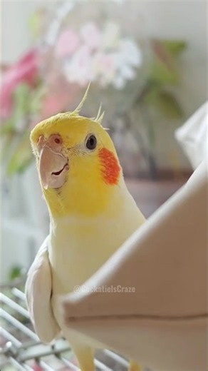 Check out cute little Lyle singing happily! 🎶🐥😍 #cockatielscraze