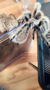 Beaker molted a few weeks ago. So here he is just in time for another Beaker Appreciation Day 🎉🎉🎉 I assumed Beaker was a female for no reason and as per my usual poor judgement I was wrong. He is in fact, a mature male. Perfectly ok with this except he’s not interested in food much anymore, which I’m told is normal. It is much easier getting a mature male jumping spider to eat…. | Ophelia, the monster