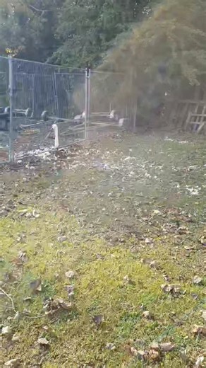 Nature Is Metal on Instagram: "Where’s His Body Gone? 📽 by @adamrender Unlike North America, where coyotes and wolves roam, England has no wild populations of either. The big bad wolf was eradicated here by the 18th century, and coyotes, native to North America, have never existed in the wild in Europe. In England, the red fox is the dominant wild canid, filling a role somewhat similar to coyotes in North America. Foxes are masters of adaptation, thriving in England’s woodlands, farmlands, and 