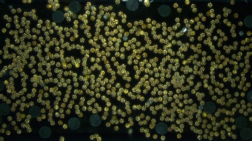 Tiny robots move 45,000 times heavier objects using liquid currents