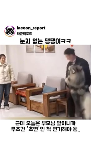 Clueless dog lol