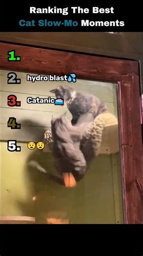 Cats in slow motion are hilarious😂(wait for the end)