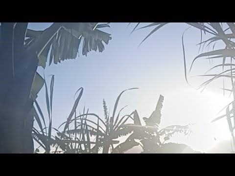 Farm 🌅 YOGADANCER 🐕 DJI Osmo Live!