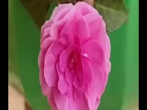 "DIY Bamboo Gate for Farm | 3-Day Build Challenge!"