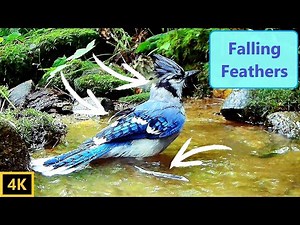 Blue Jay's Feathers Molting in Real Time