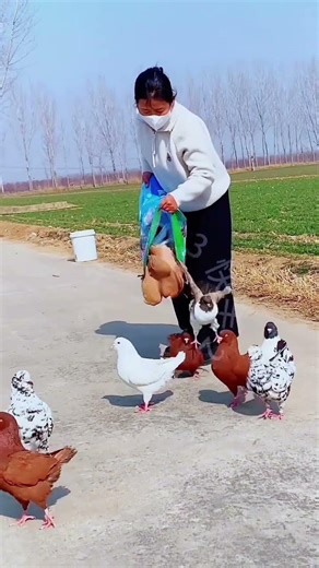 🔥 “Wait till you see this giant pigeon!” #fancykabootar #kingsizekabootar #pigeonlaver #pigeonlovers