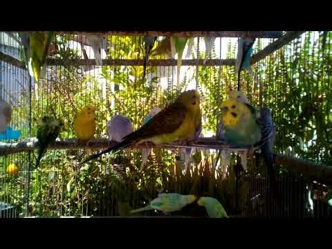 🧬 Color Genetics Explained Through Rare Budgies