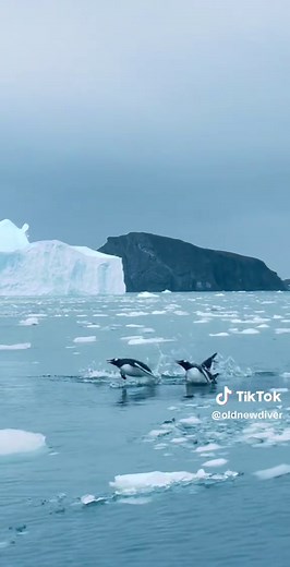 Penguins Swimming Gracefully in Antarctica's Cierva Cove