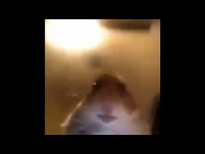 Original Hamster Meme